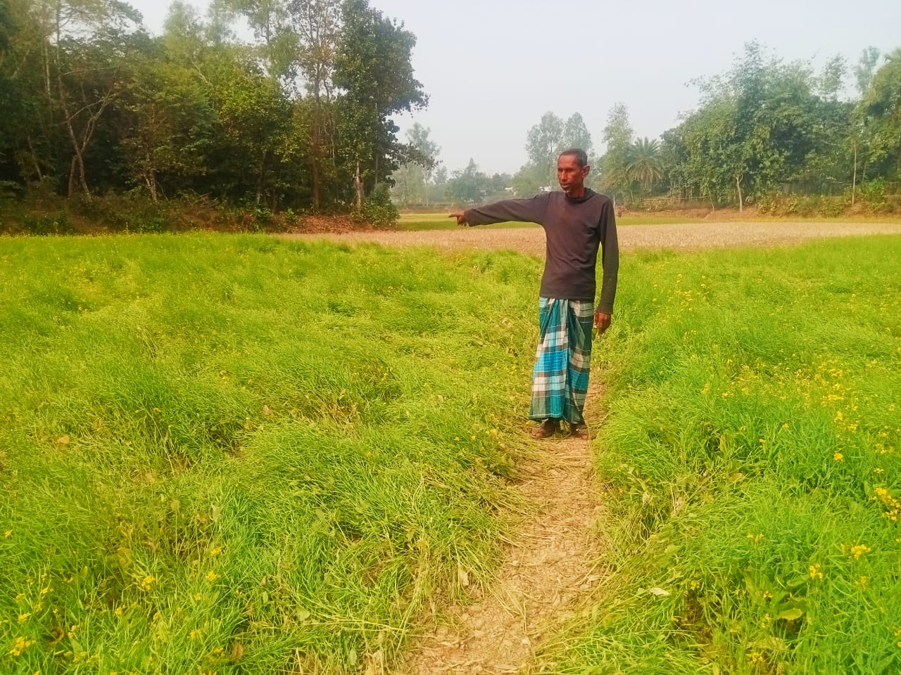 বড় ভাইয়ের সরিষা ক্ষেত মাড়িয়ে ফসল নষ্ট করে দিল ছোট ভাই